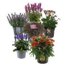 Vaste planten mix